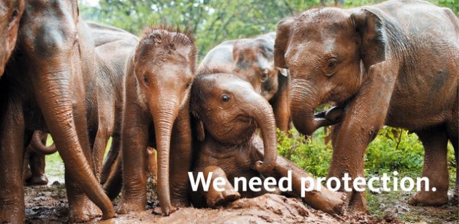 PROBOSCIDEA – The Emotional Lives of Elephants | Gatherings