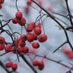 berries in the snow