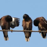 birds on a wire