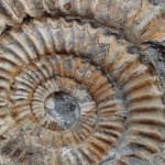 fossil