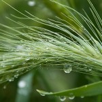 morning dew on wild grass