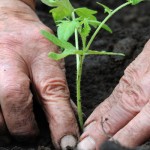 planting tomatoes